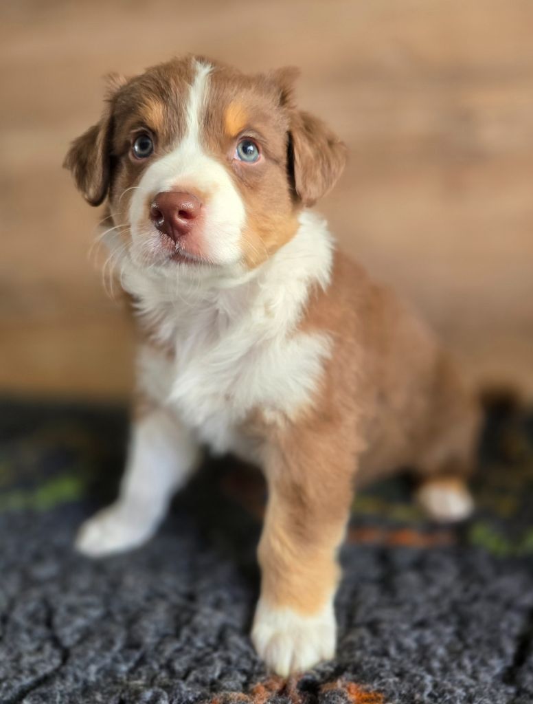 Des Gardiens D'Eole - Chiots disponibles - Berger Australien