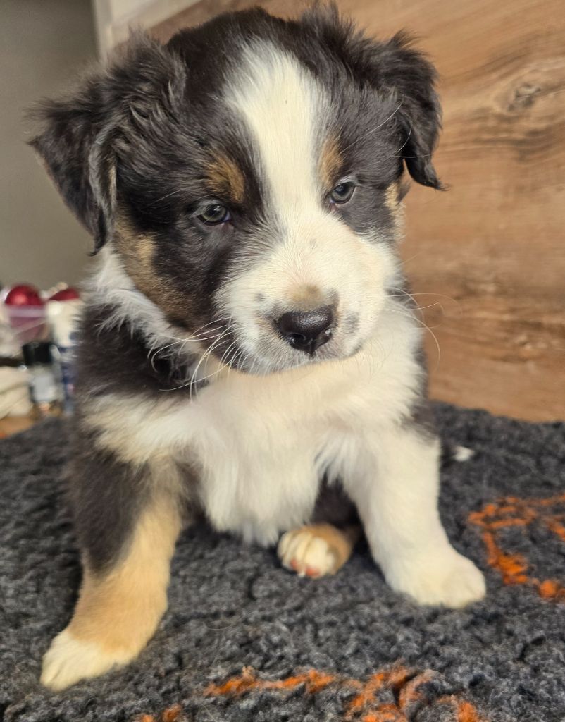 Des Gardiens D'Eole - Chiots disponibles - Berger Australien