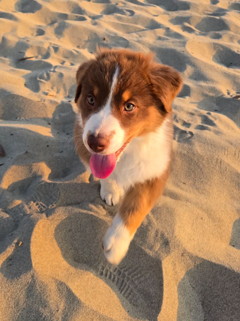 Des Gardiens D'Eole - Chiots disponibles - Berger Australien