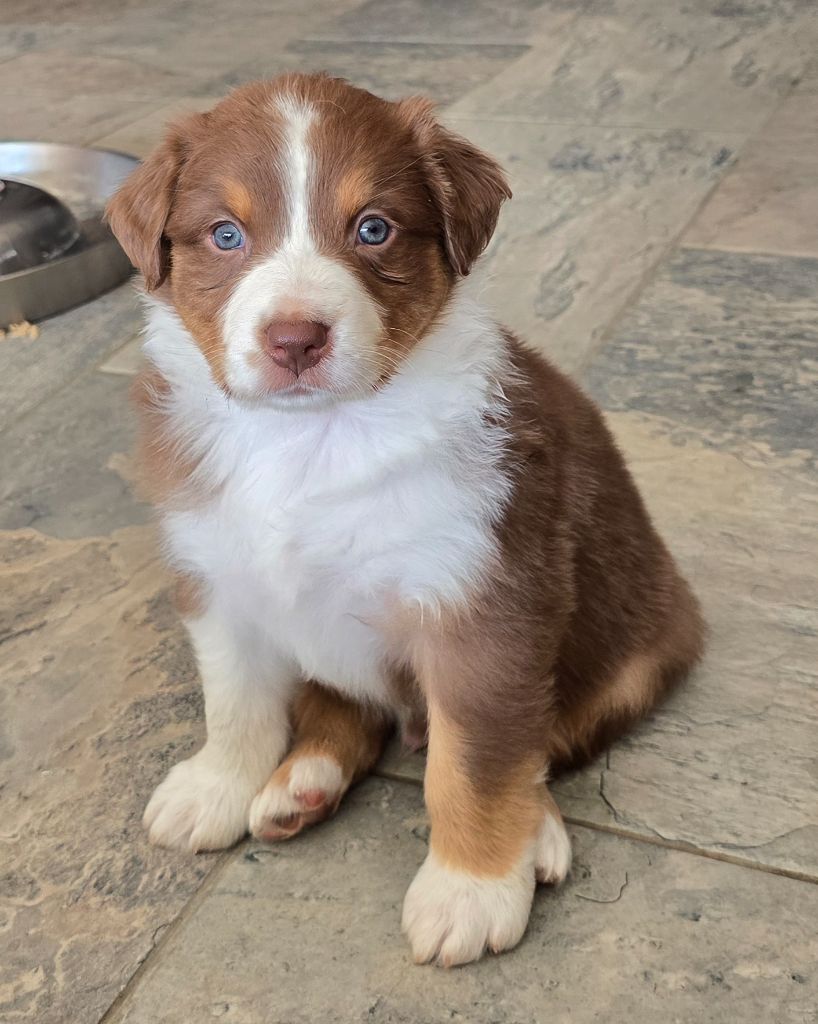 Des Gardiens D'Eole - Chiots disponibles - Berger Australien