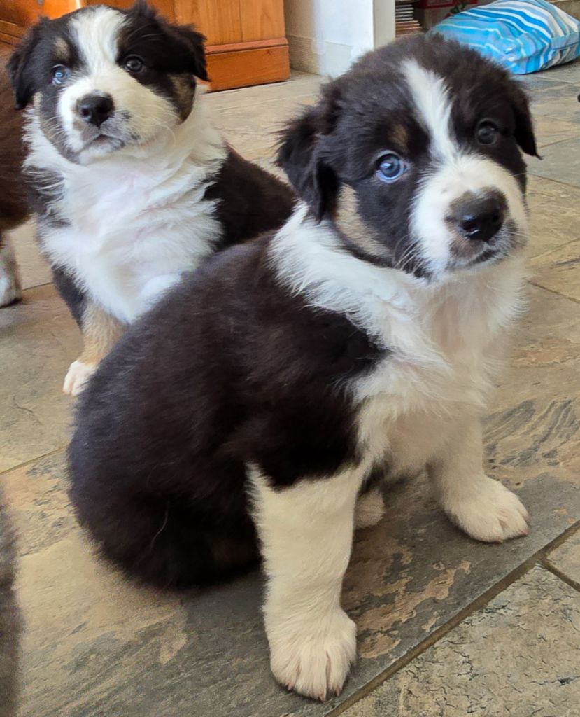 Des Gardiens D'Eole - Chiots disponibles - Berger Australien