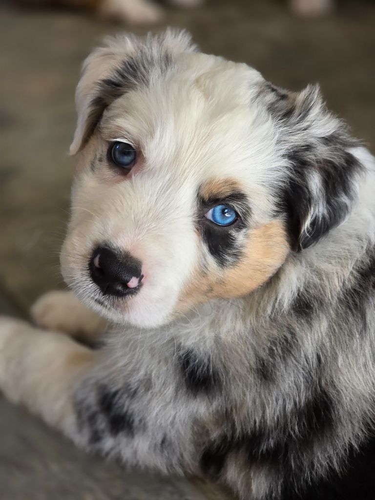 Des Gardiens D'Eole - Chiots disponibles - Berger Australien