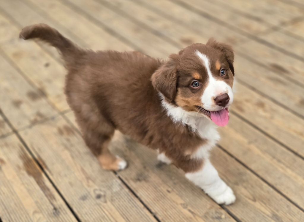 Des Gardiens D'Eole - Chiots disponibles - Berger Australien
