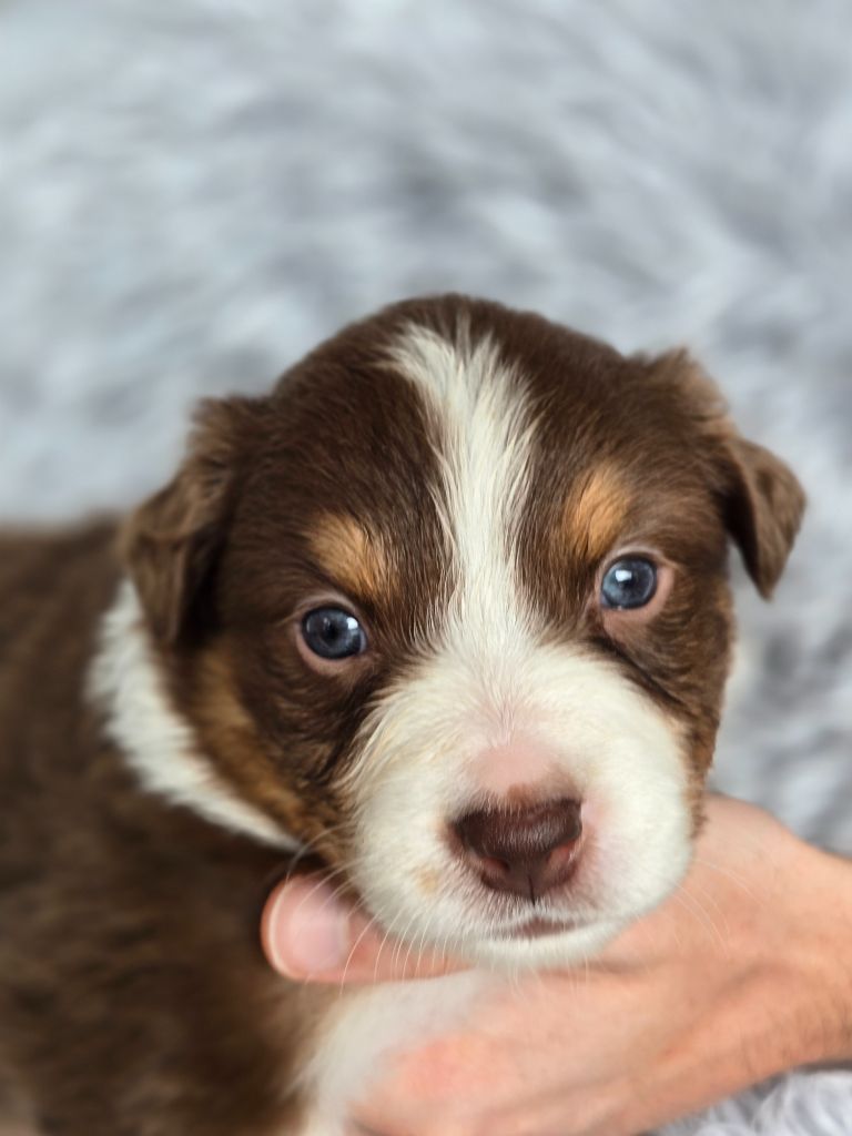 Des Gardiens D'Eole - Chiots disponibles - Berger Australien