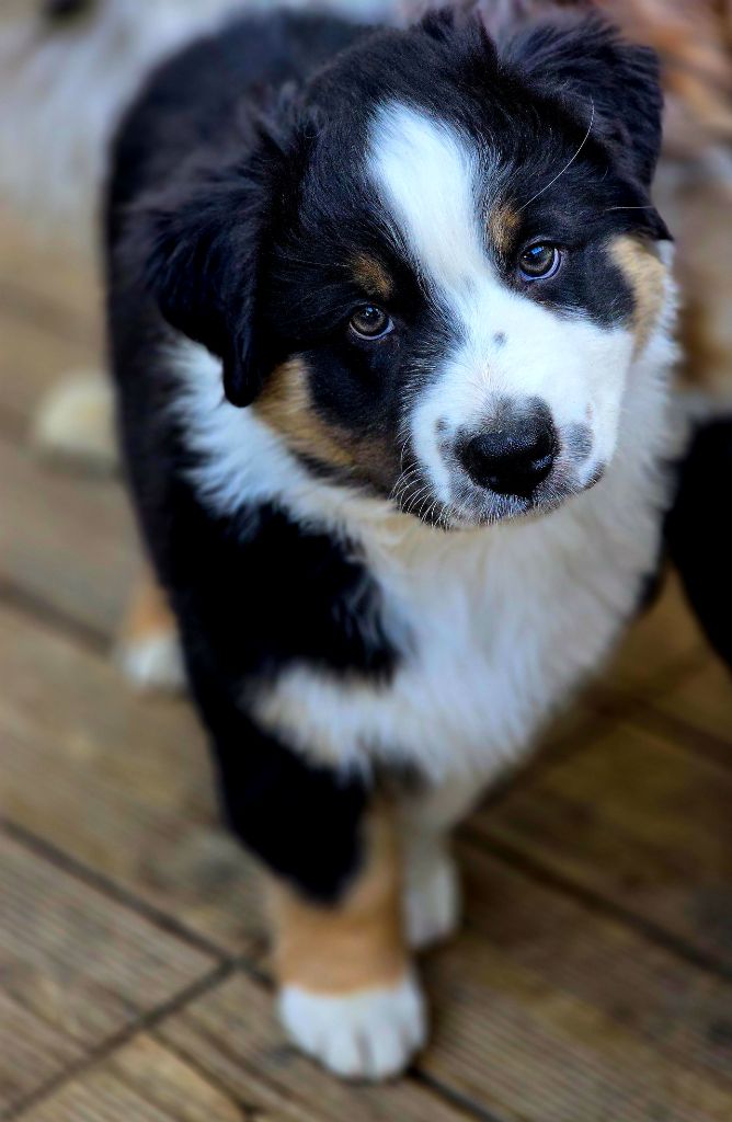 Des Gardiens D'Eole - Chiots disponibles - Berger Australien