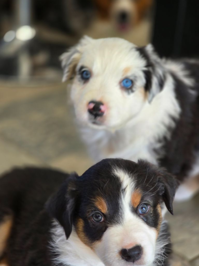 Des Gardiens D'Eole - Chiots disponibles - Berger Australien
