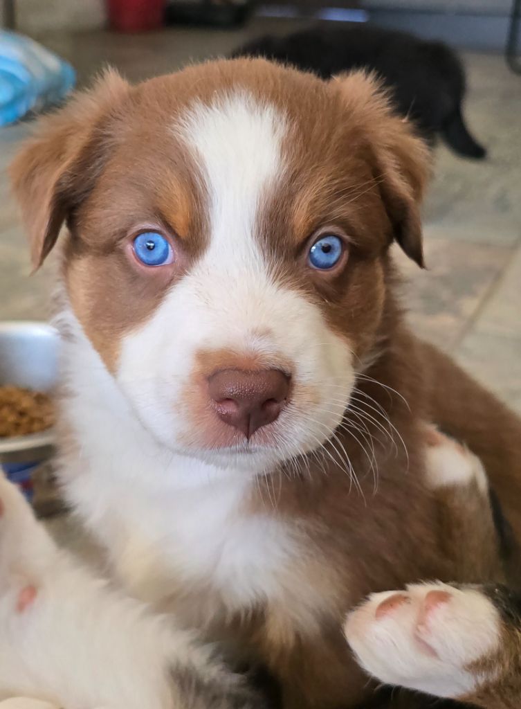 Des Gardiens D'Eole - Chiots disponibles - Berger Australien