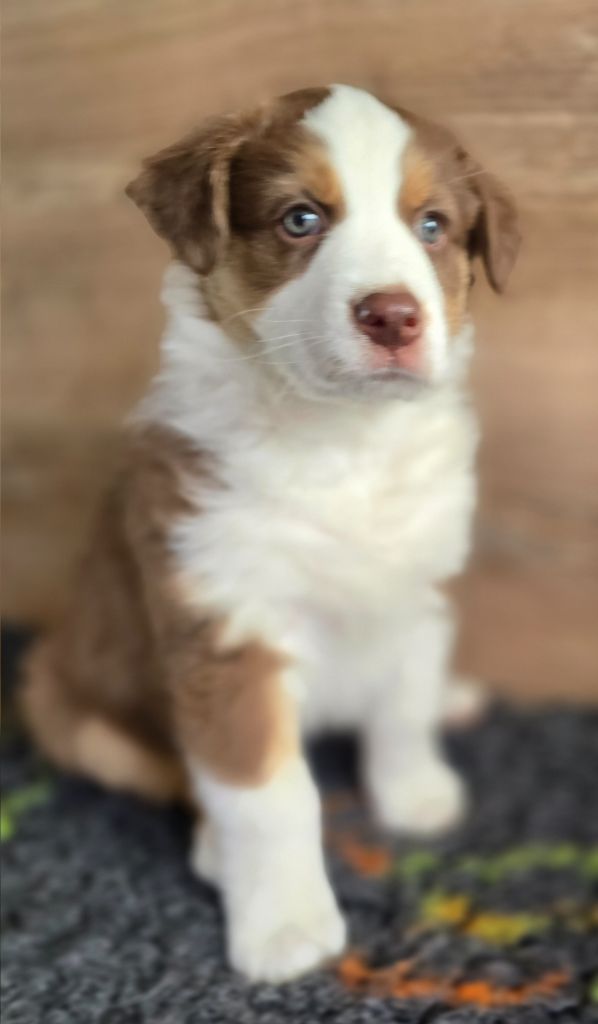 Des Gardiens D'Eole - Chiots disponibles - Berger Australien