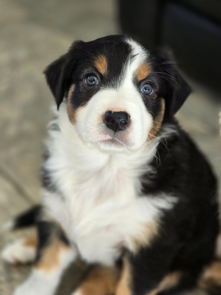 Des Gardiens D'Eole - Chiots disponibles - Berger Australien