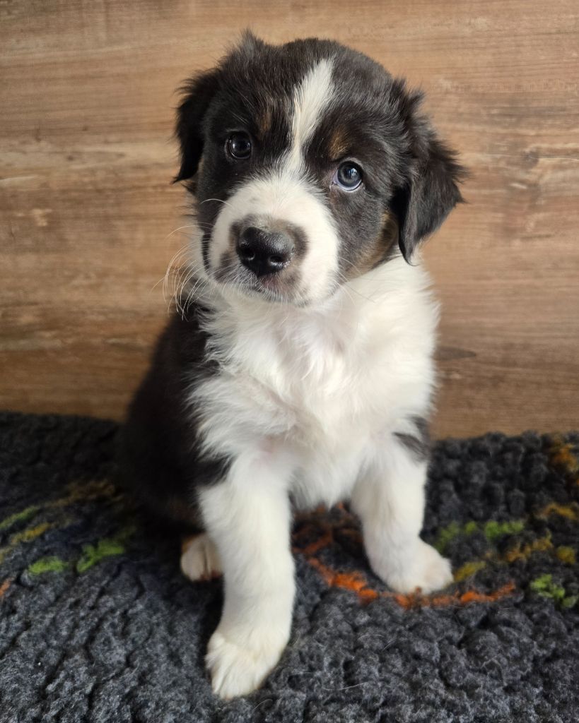 Des Gardiens D'Eole - Chiots disponibles - Berger Australien