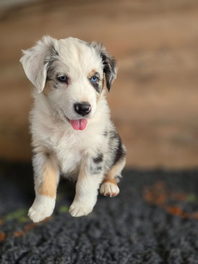 Des Gardiens D'Eole - Chiots disponibles - Berger Australien