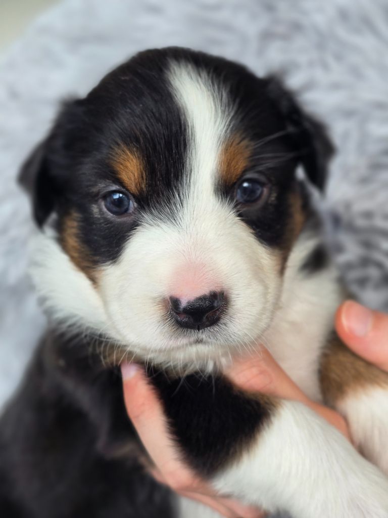 Des Gardiens D'Eole - Chiots disponibles - Berger Australien