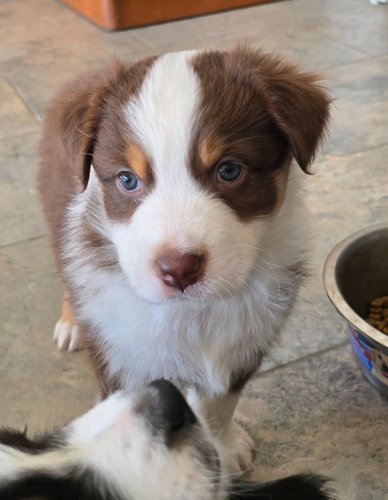 Des Gardiens D'Eole - Chiots disponibles - Berger Australien
