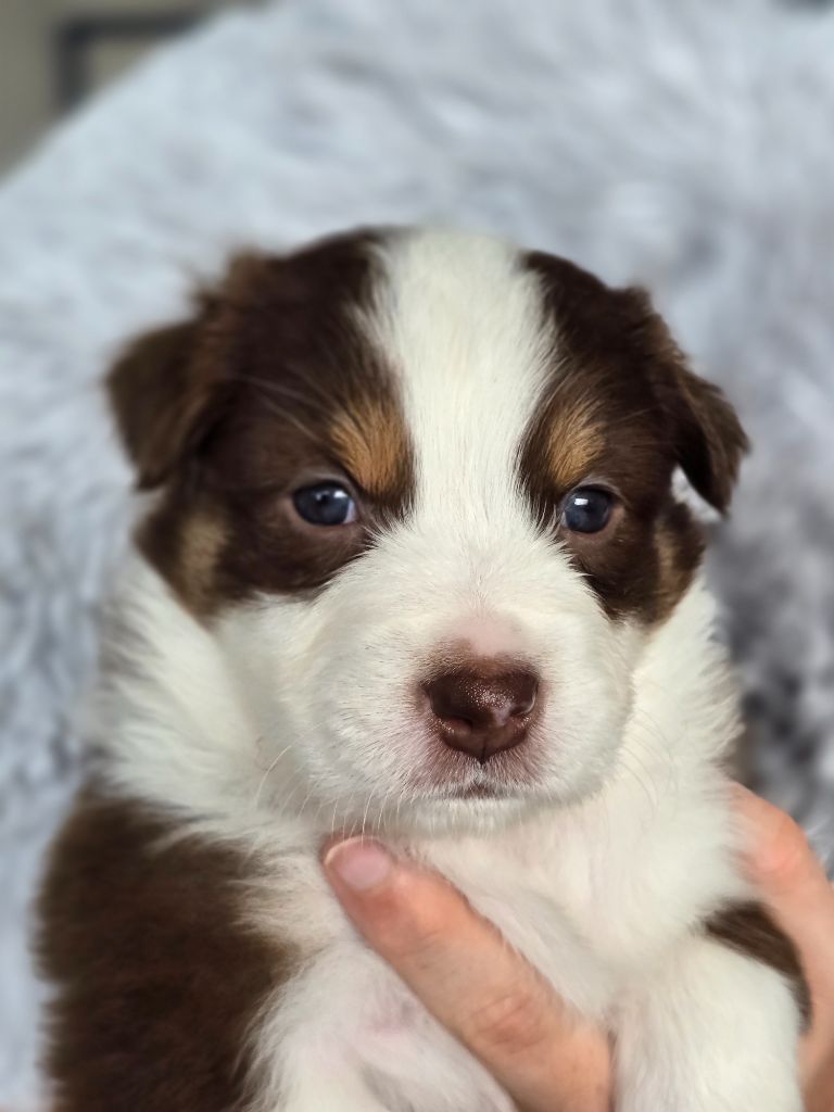 ARYA