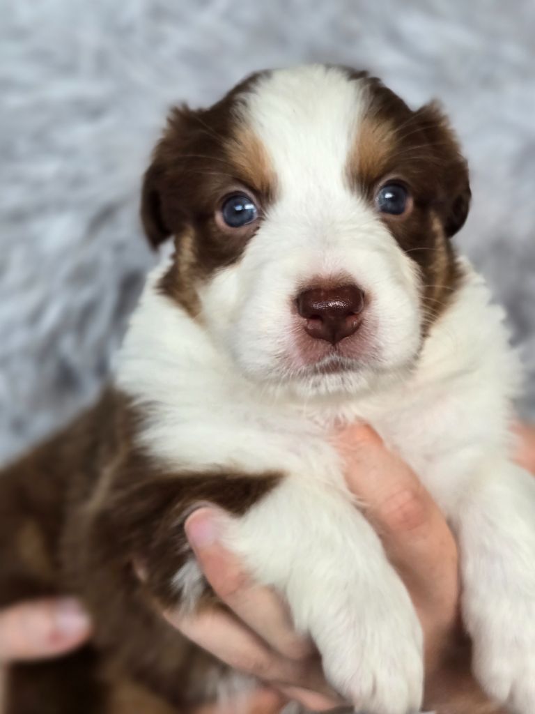 Des Gardiens D'Eole - Chiots disponibles - Berger Australien