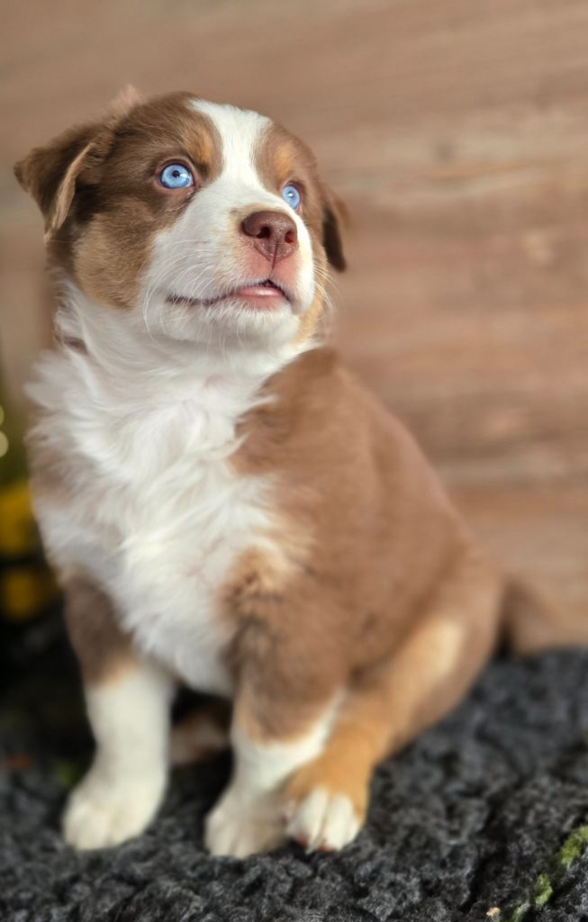 Des Gardiens D'Eole - Chiots disponibles - Berger Australien