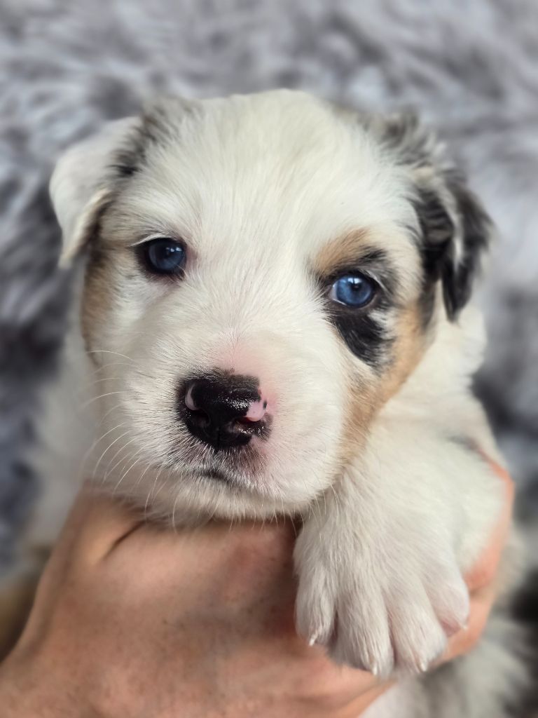 Des Gardiens D'Eole - Chiots disponibles - Berger Australien