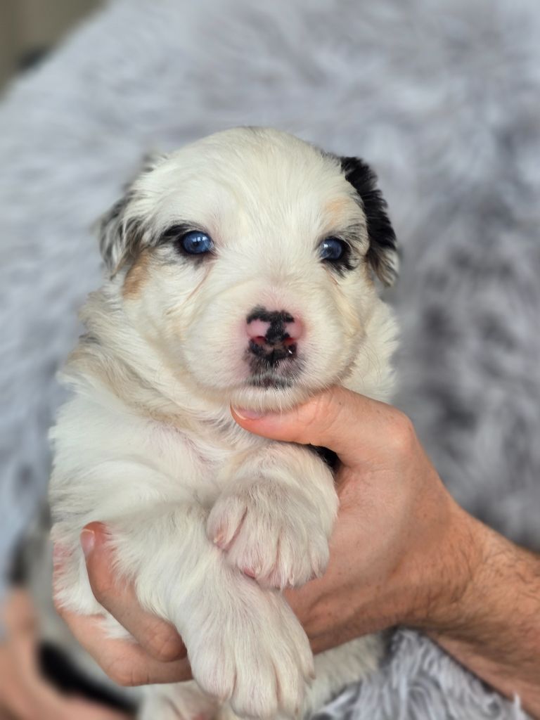 Des Gardiens D'Eole - Chiots disponibles - Berger Australien