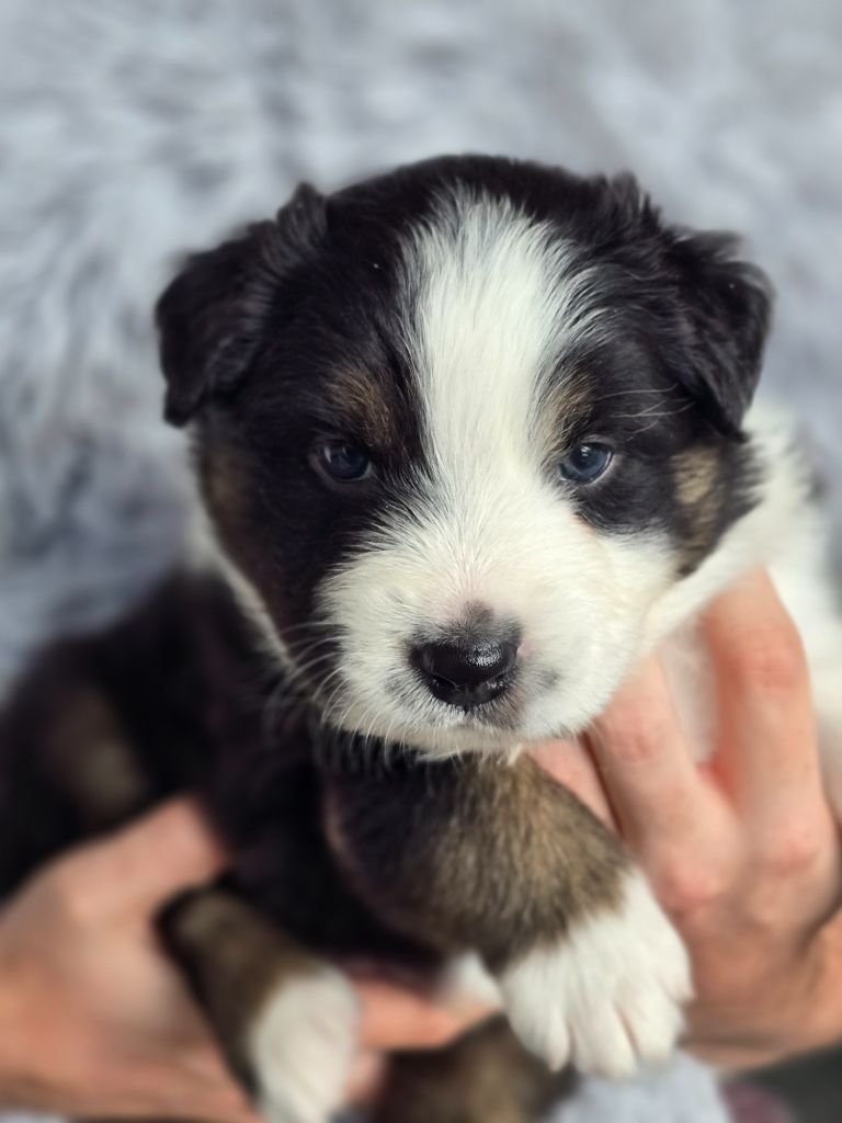 Des Gardiens D'Eole - Chiots disponibles - Berger Australien