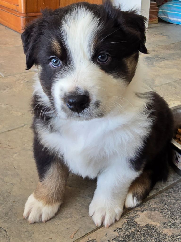 Des Gardiens D'Eole - Chiots disponibles - Berger Australien