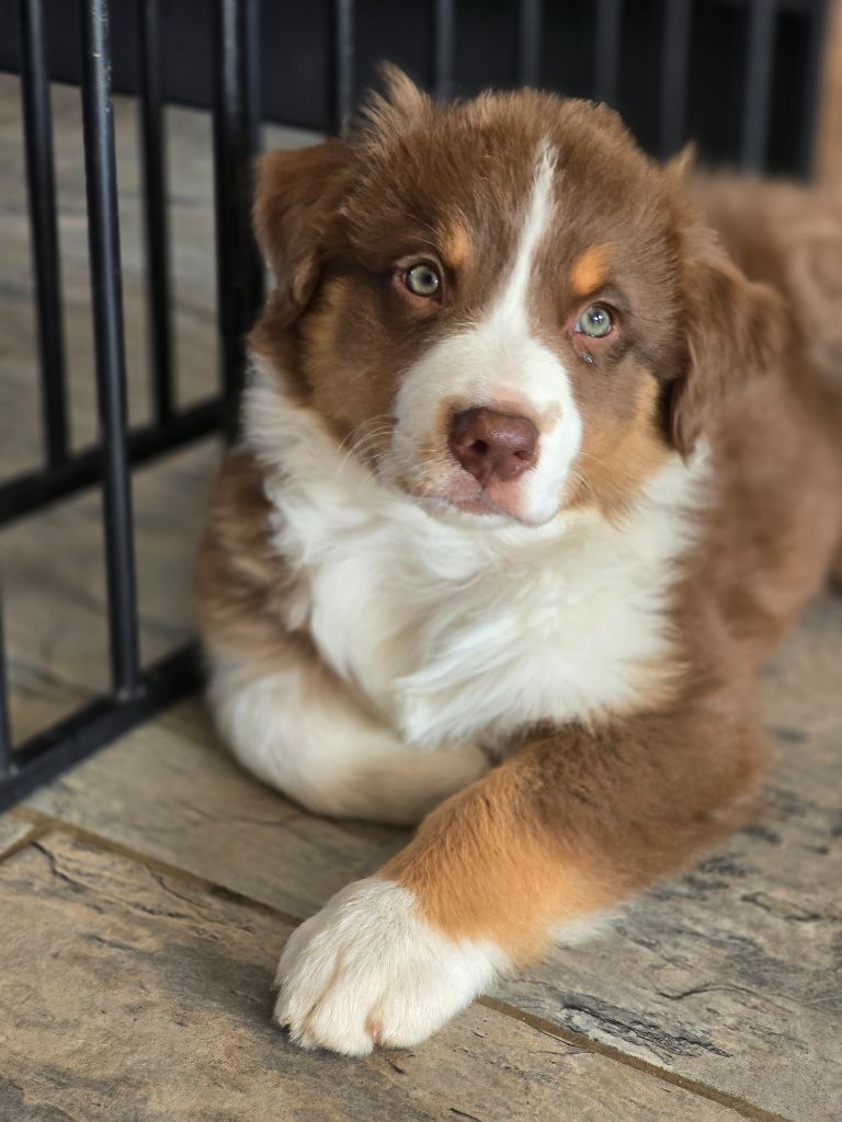 Des Gardiens D'Eole - Chiots disponibles - Berger Australien