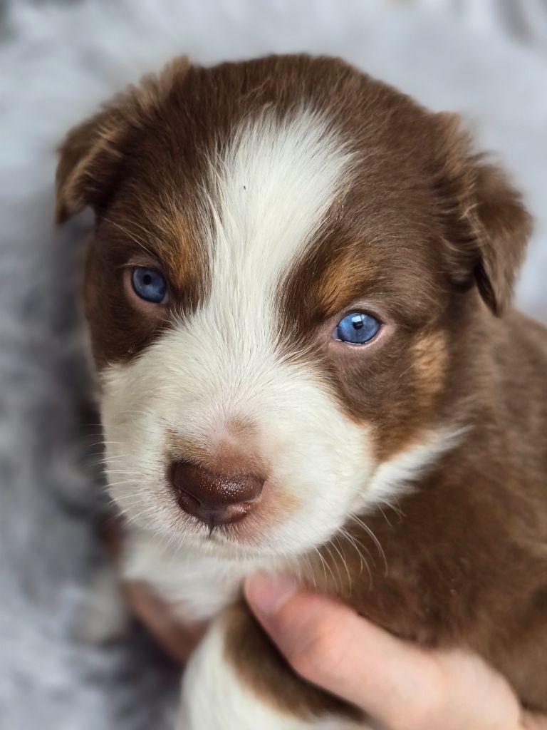 Des Gardiens D'Eole - Chiots disponibles - Berger Australien