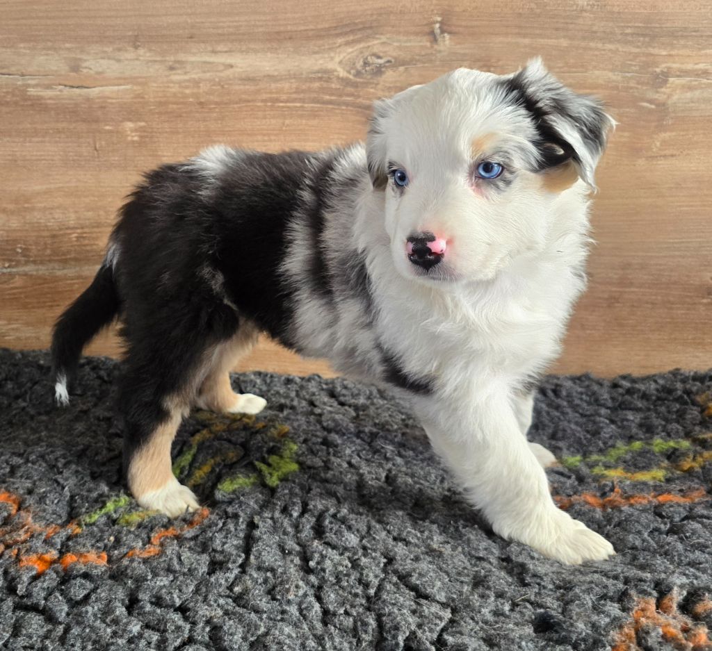 Des Gardiens D'Eole - Chiots disponibles - Berger Australien