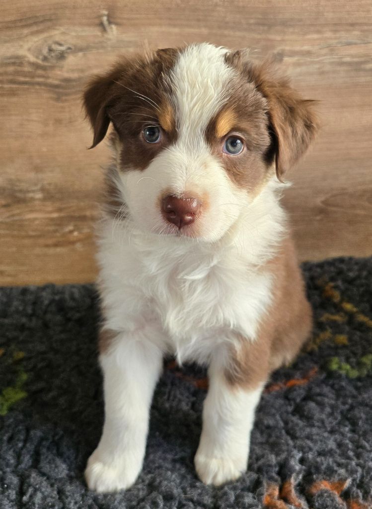 Des Gardiens D'Eole - Chiots disponibles - Berger Australien