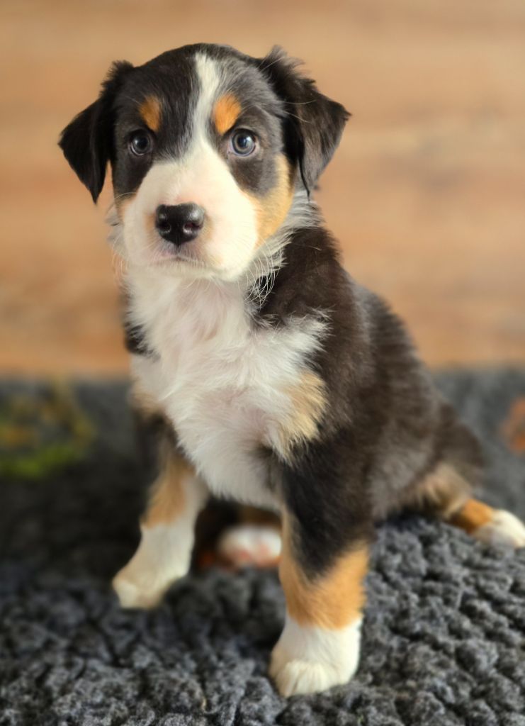 Des Gardiens D'Eole - Chiots disponibles - Berger Australien