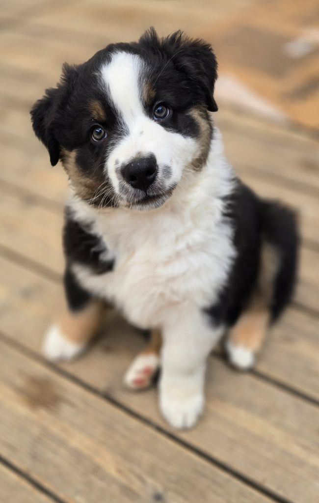 Des Gardiens D'Eole - Chiots disponibles - Berger Australien